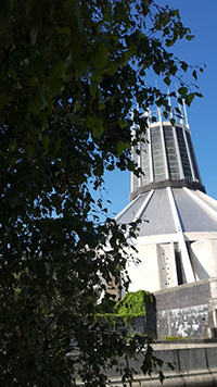 Liverpool Cathedral: Bee hive removal from a tree