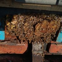 Liverpool Cathedral: Bee hive removal from a tree